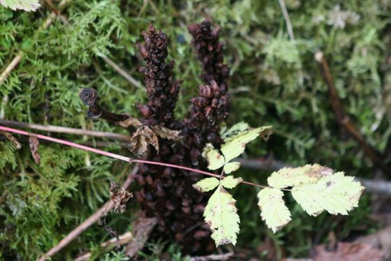 Northern groundcone (Boschniakia rossica)