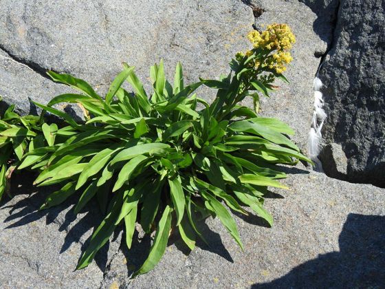 Northern seaside goldenrod (Solidago sempervirens)