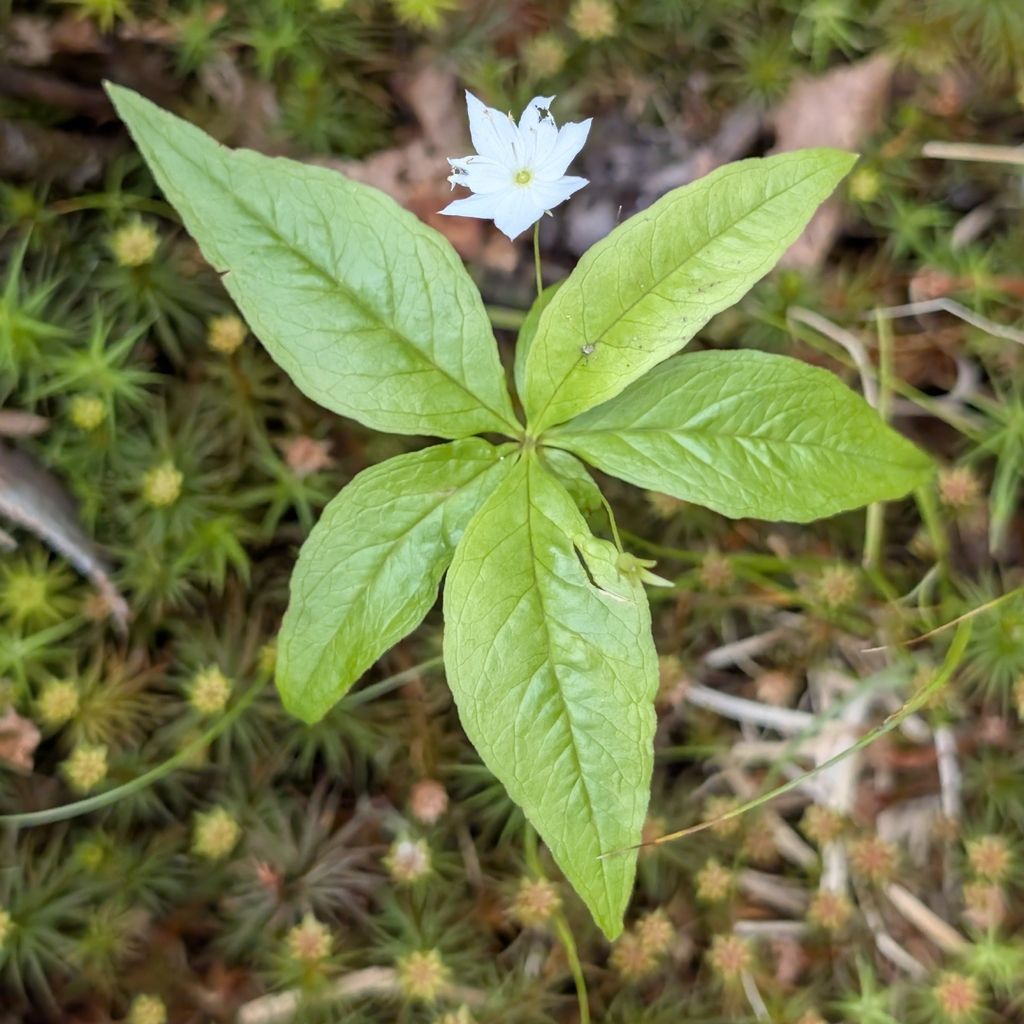 Northern starflower (Lysimachia borealis)