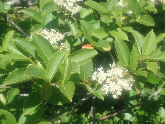 Northern wild raisin (Viburnum cassinoides)