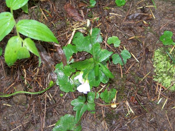 Nuttall's toothwort (Cardamine nuttallii)