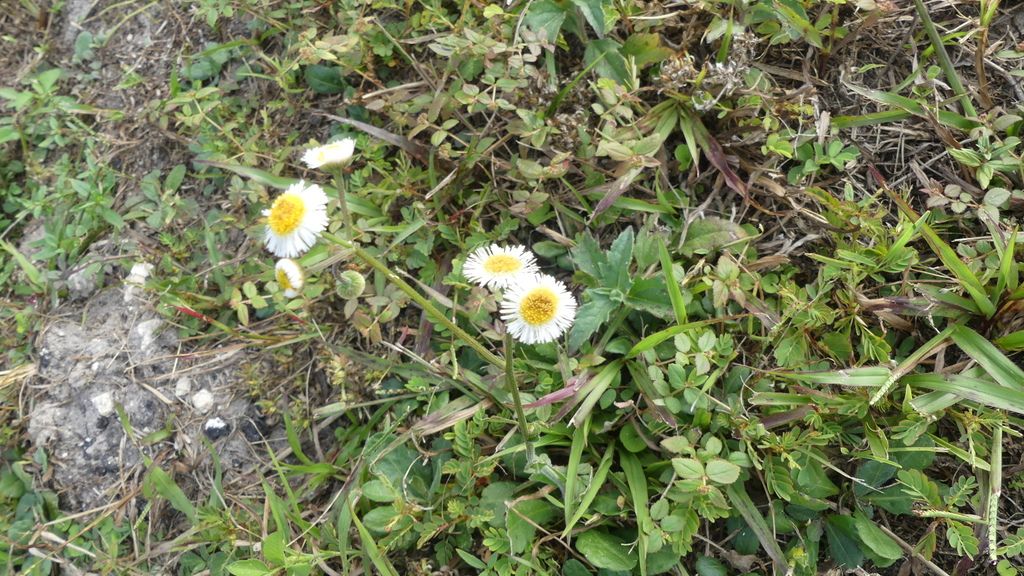 Oakleaf fleabane (Erigeron quercifolius)