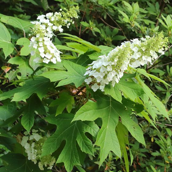 Oakleaf hydrangea (Hydrangea quercifolia)