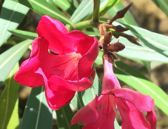 Oleander (Nerium oleander)