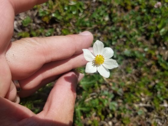 One-flowered anemone (Anemonastrum sibiricum)