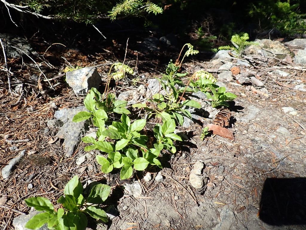 One-sided wintergreen (Orthilia secunda)