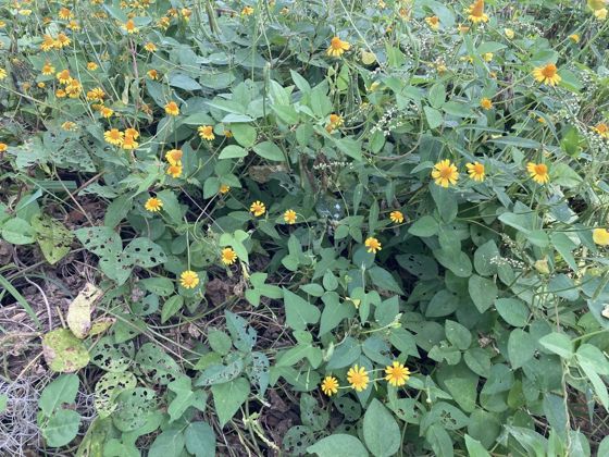 Oppositeleaf spotflower (Acmella repens)