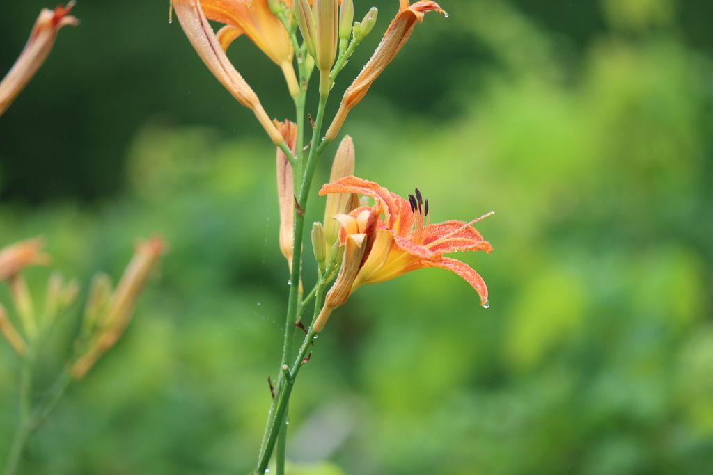 Orange daylily (Hemerocallis fulva)