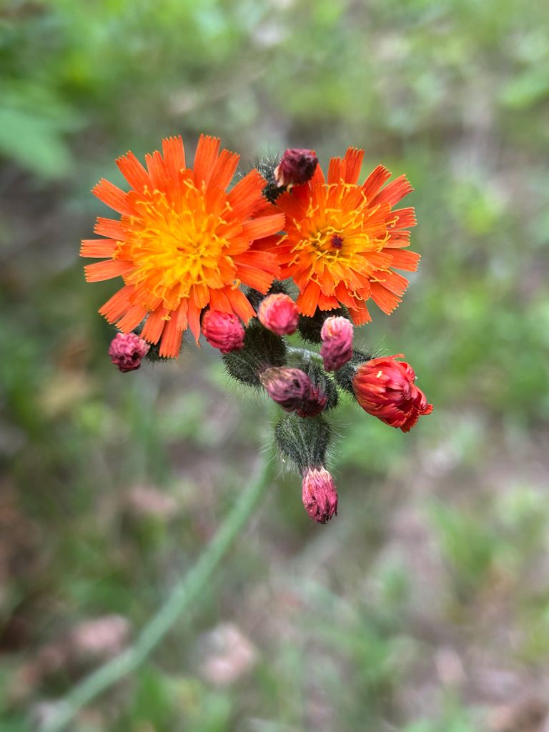 Orange hawkweed (Pilosella aurantiaca)