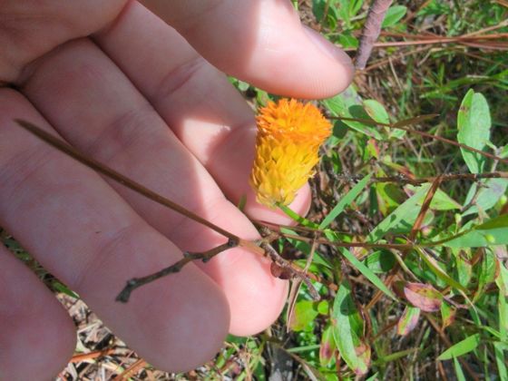 Orange milkwort (Senega lutea)