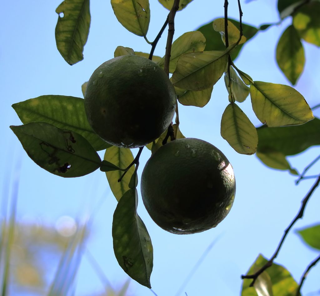 Orange (Citrus sinensis)