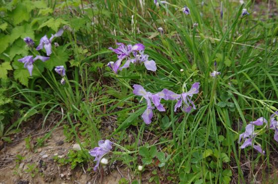 Oregon iris (Iris tenax)