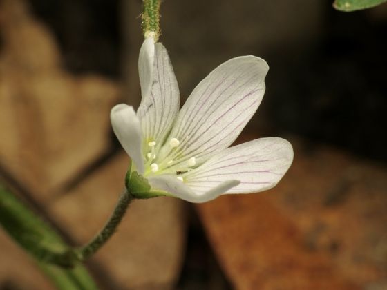 Oregon woodsorrel (Oxalis oregana)