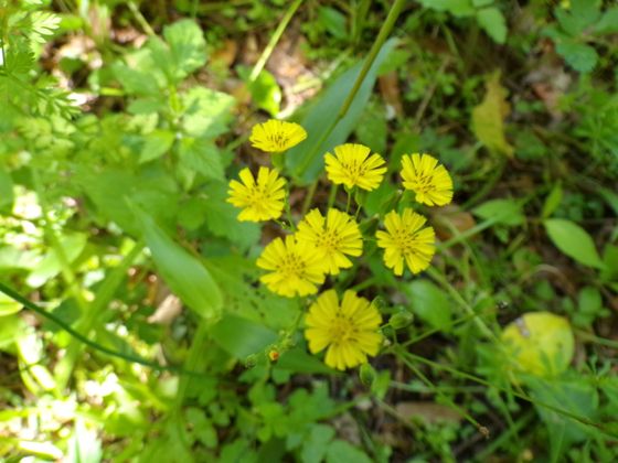 Oriental false hawksbeard (Youngia japonica)
