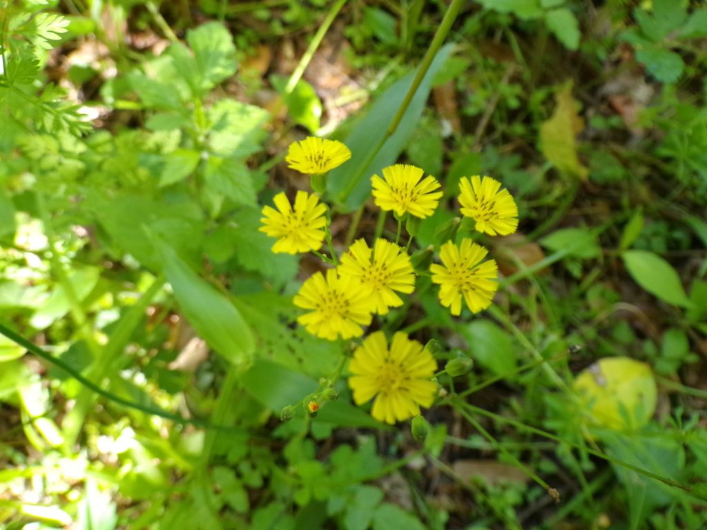Oriental false hawksbeard (Youngia japonica)