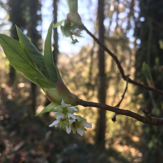 Osoberry (Oemleria cerasiformis)