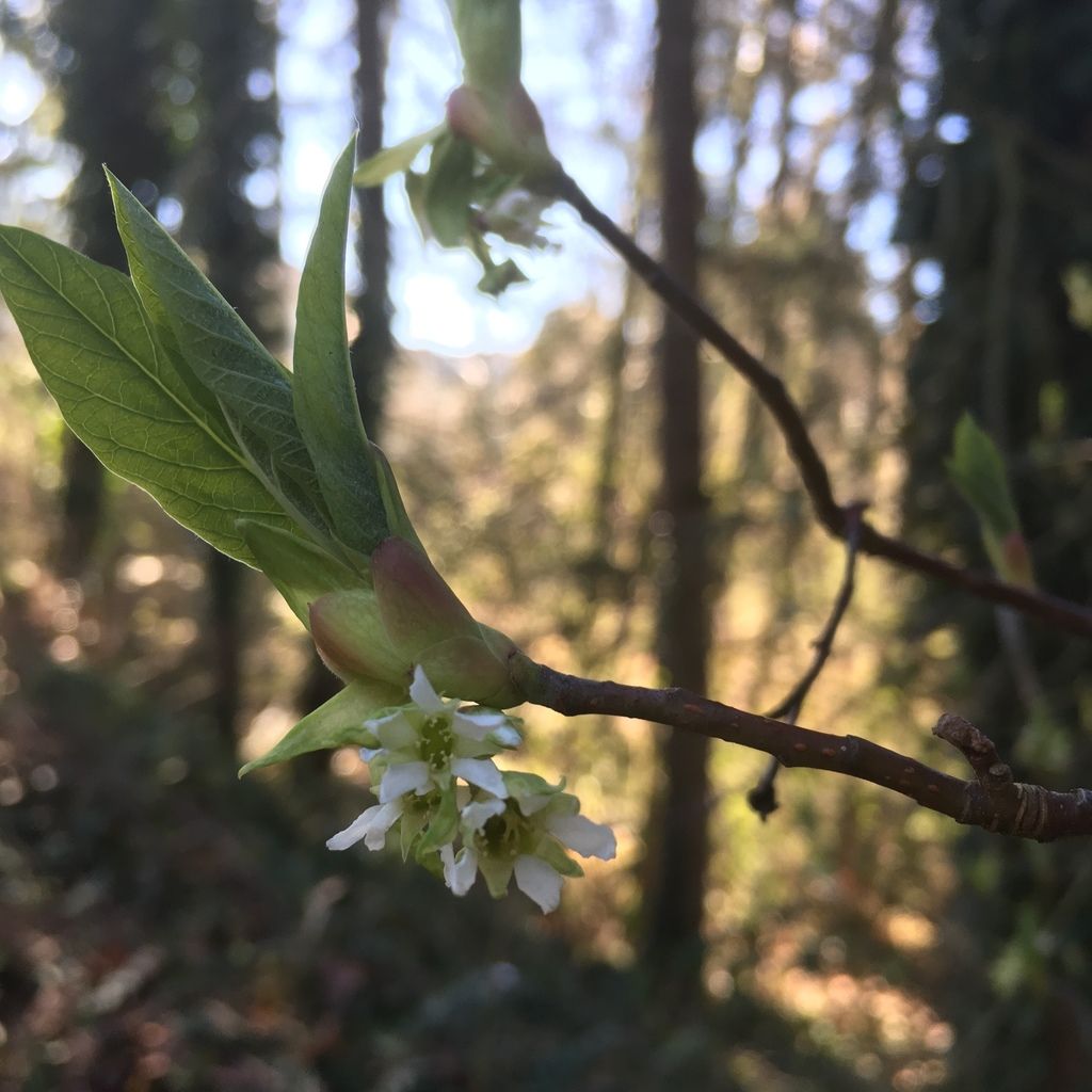 Osoberry (Oemleria cerasiformis)
