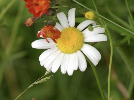 Oxeye daisy (Leucanthemum vulgare)