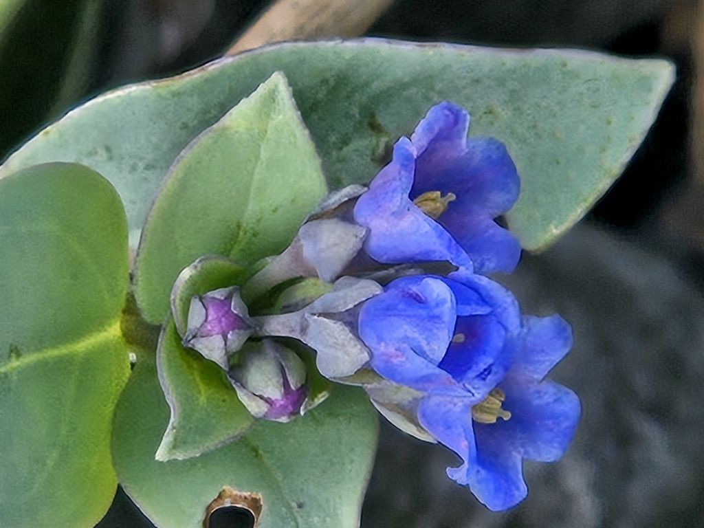 Oysterplant (Mertensia maritima)