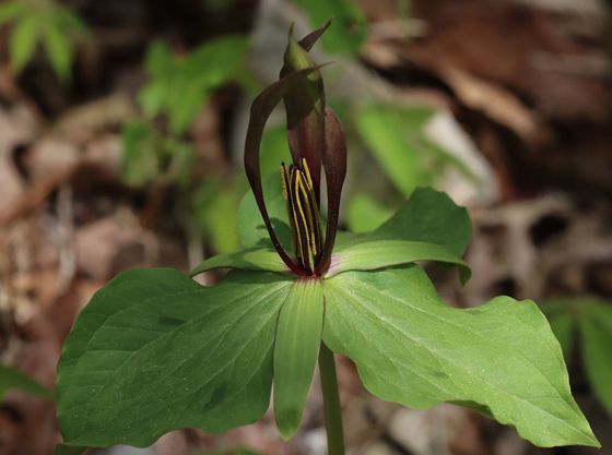 Ozark green trillium (Trillium viridescens)