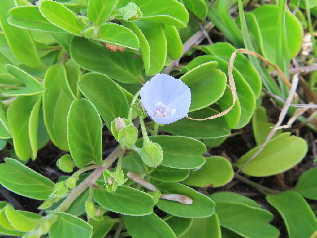 Pāʻū o Hiʻiaka (Jacquemontia sandwicensis)