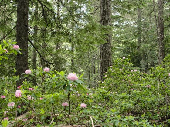 Pacific rhododendron