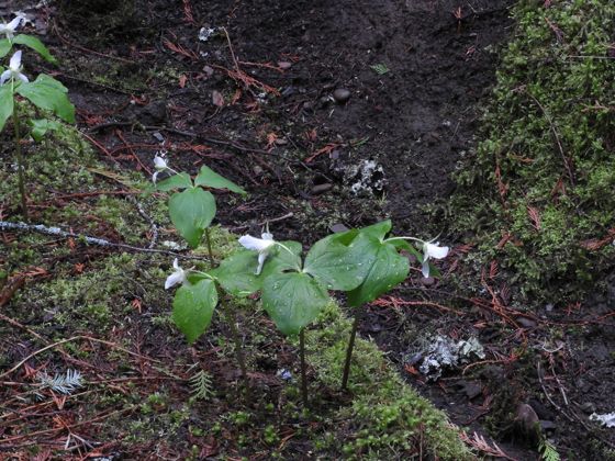 Pacific trillium (Trillium ovatum)