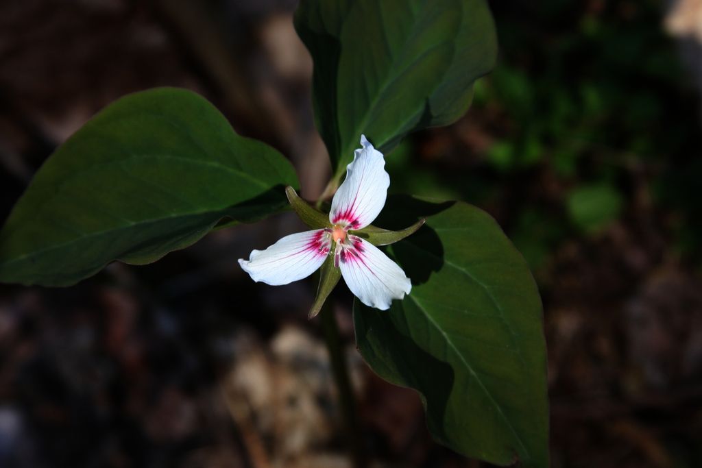 Painted trillium (Trillium undulatum)