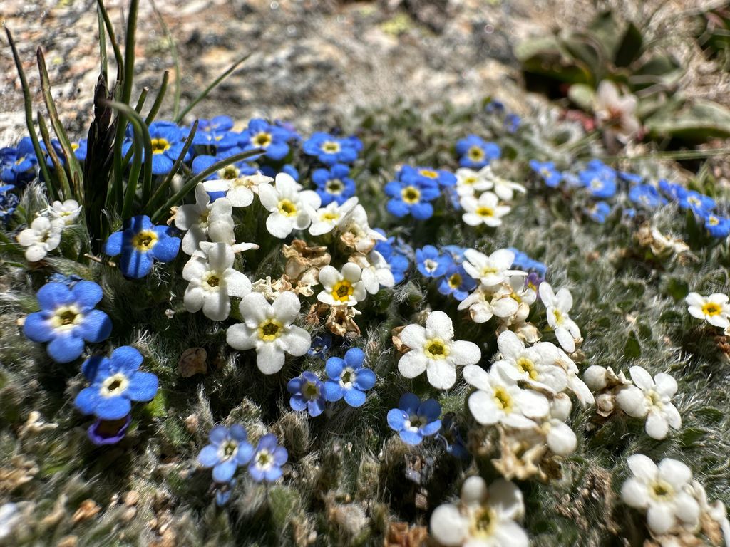 Pale alpine forget-me-not (Eritrichium argenteum)