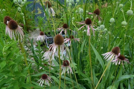 Pale purple coneflower (Echinacea pallida)