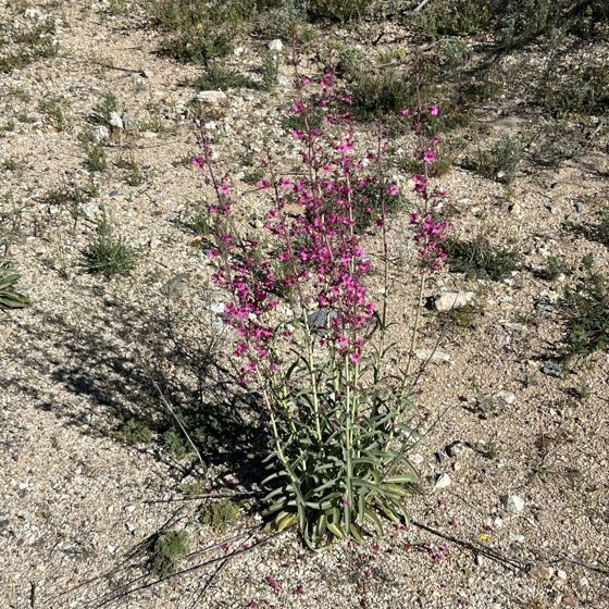 Parry's beardtongue (Penstemon parryi)