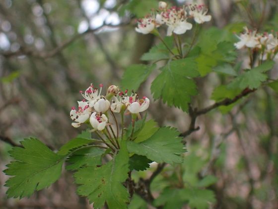 Parsley hawthorn (Crataegus marshallii)
