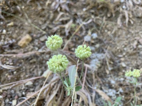 Parsnipflower buckwheat (Eriogonum heracleoides)