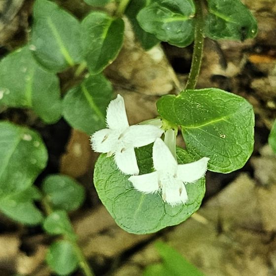 Partridgeberry (Mitchella repens)