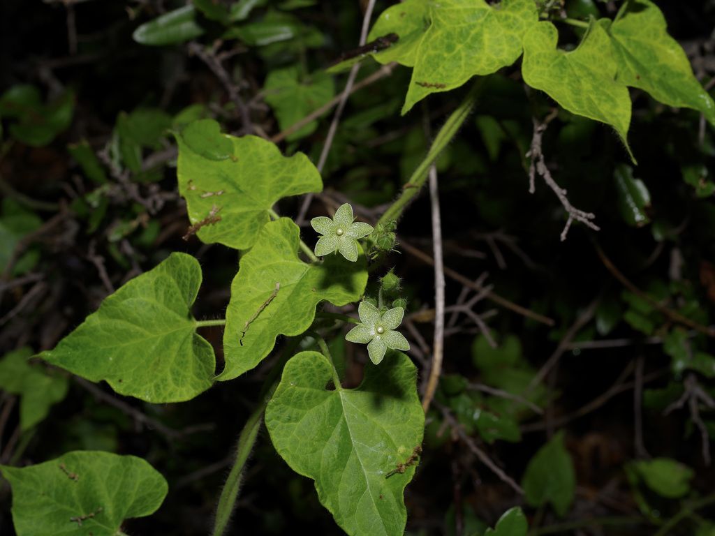 Pearl milkweed (Matelea reticulata)
