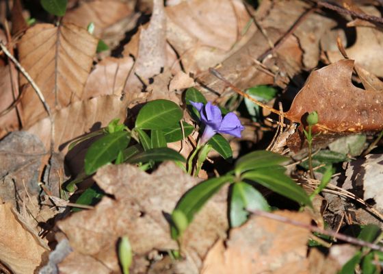 Lesser periwinkle (Vinca minor)