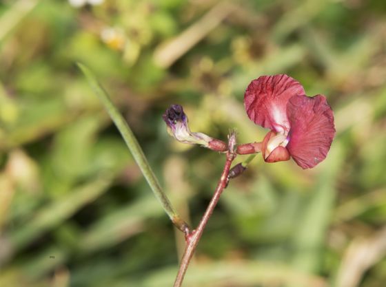 Phasey bean (Macroptilium lathyroides)