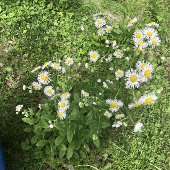 Philadelphia fleabane (Erigeron philadelphicus)