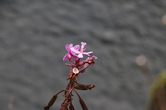 Philippine ground orchid (Spathoglottis plicata)