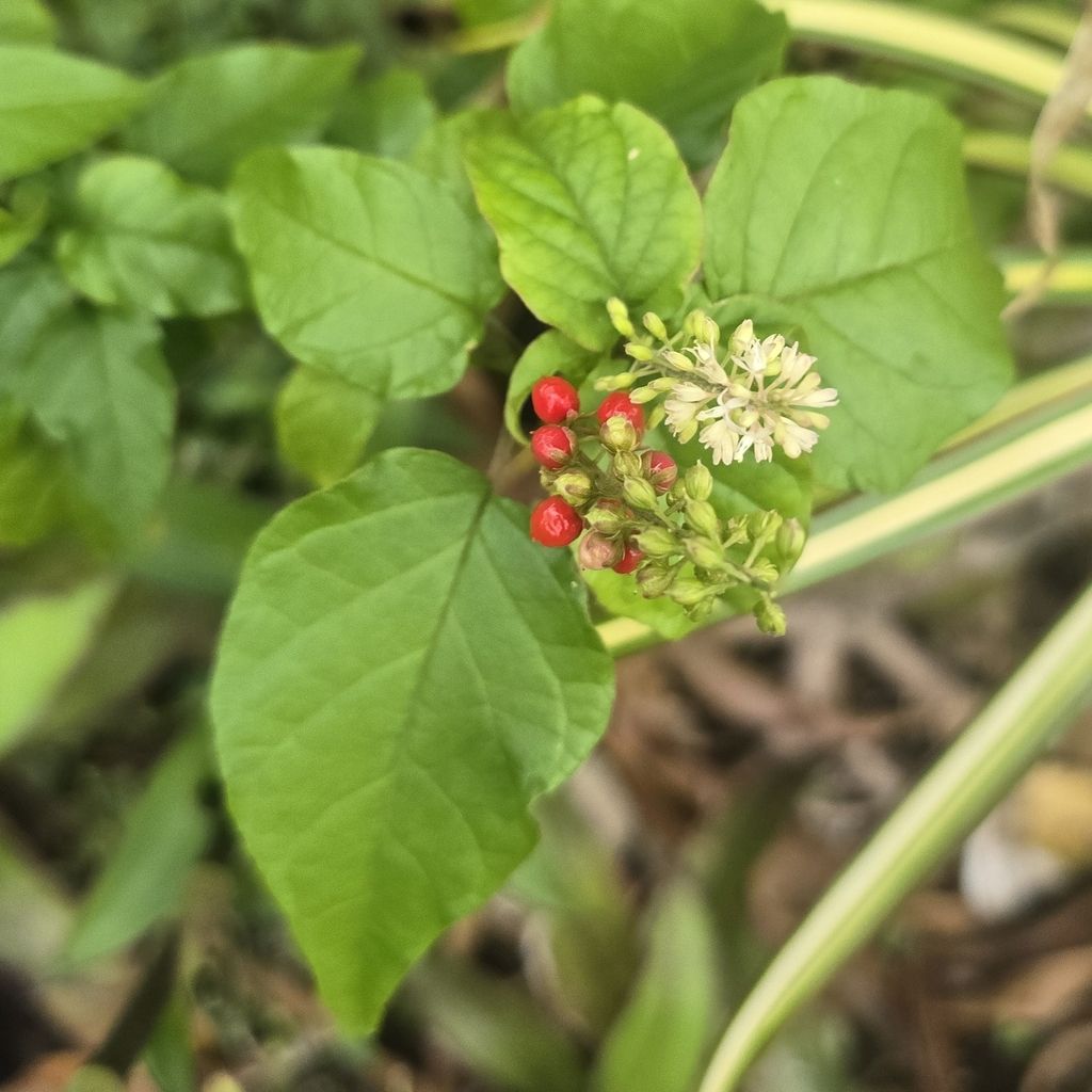 Pigeonberry (Rivina humilis)