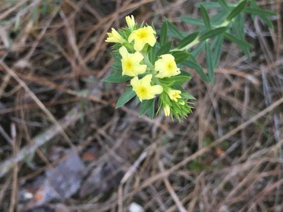 Pineland heliotrope (Euploca polyphylla)
