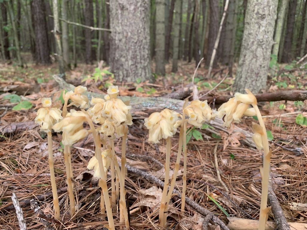 Pinesap (Monotropa hypopitys)