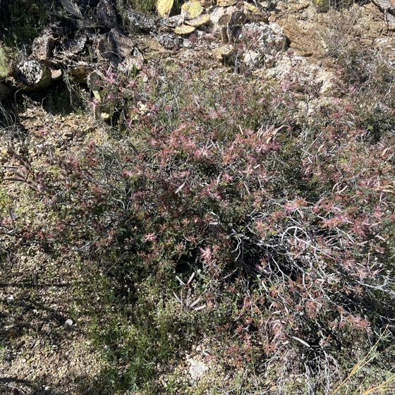 Pink fairy-duster (Calliandra eriophylla)