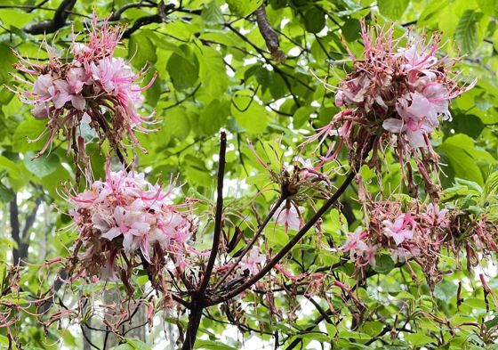Pinxter flower (Rhododendron periclymenoides)