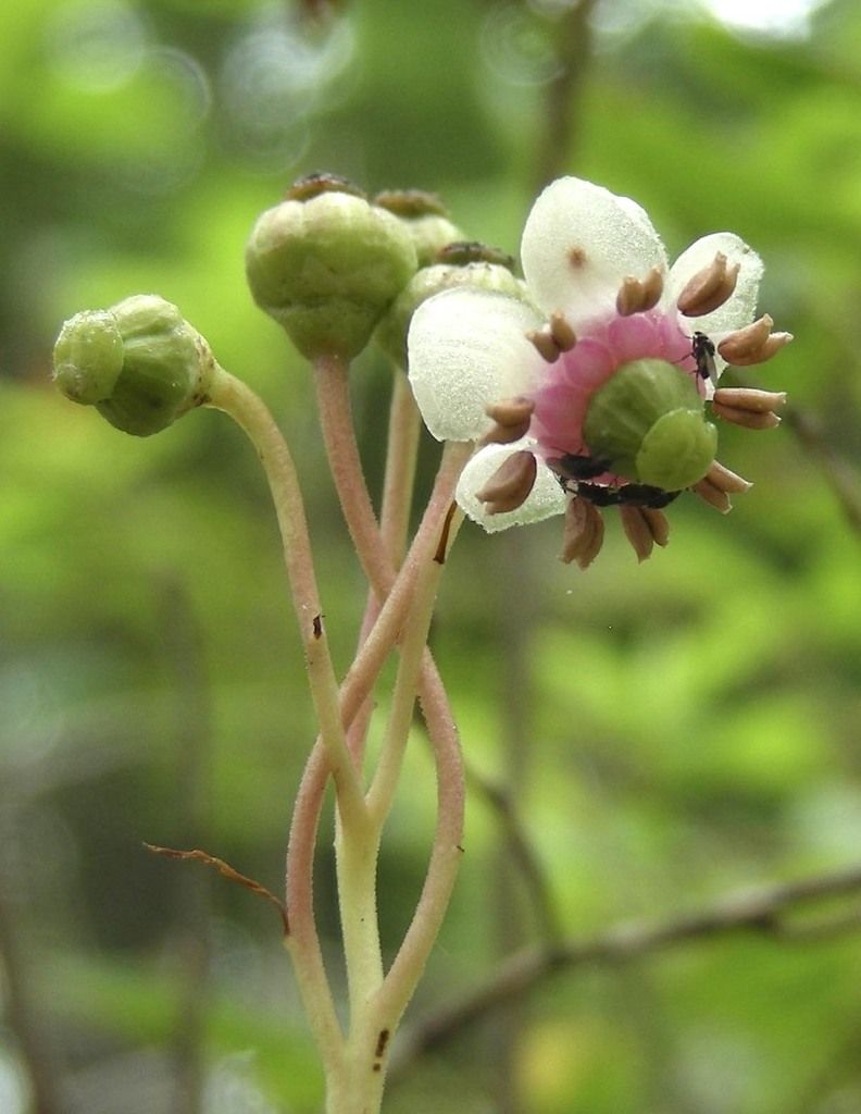 Pipsissewa (Chimaphila umbellata)