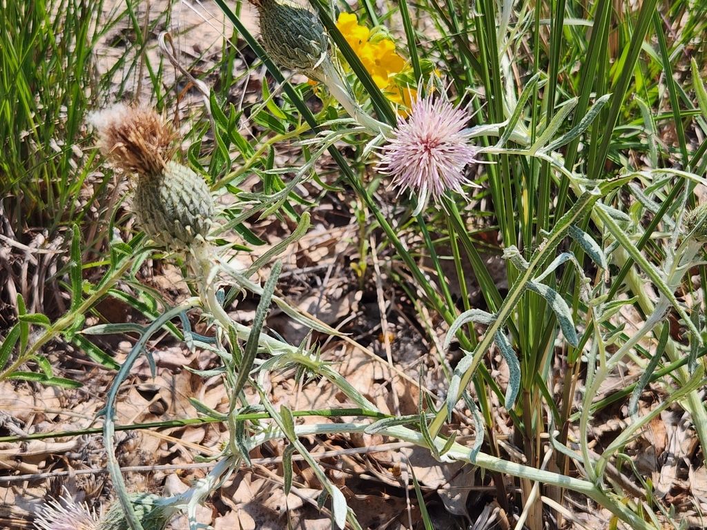 Pitcher's thistle (Cirsium pitcheri)