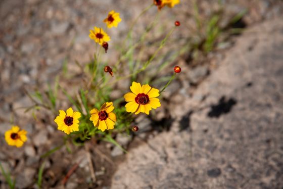 Plains coreopsis (Coreopsis tinctoria)