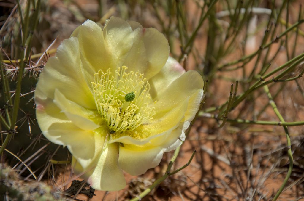 Plains pricklypear (Opuntia polyacantha)