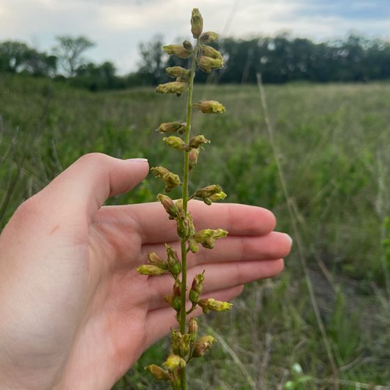 Prairie alumroot (Heuchera richardsonii)