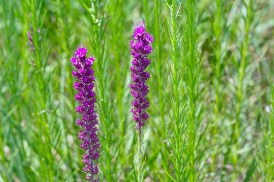 Prairie blazing star (Liatris pycnostachya)